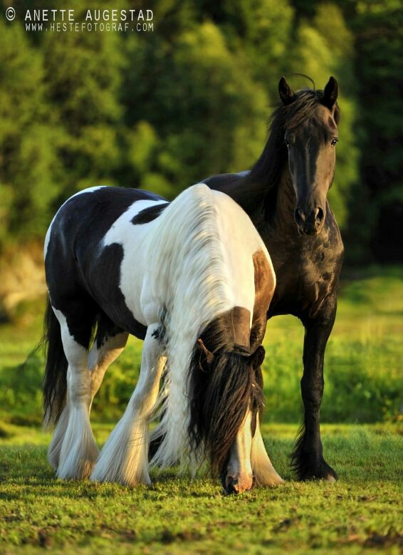 Kristin Anesen - Equine Photographer